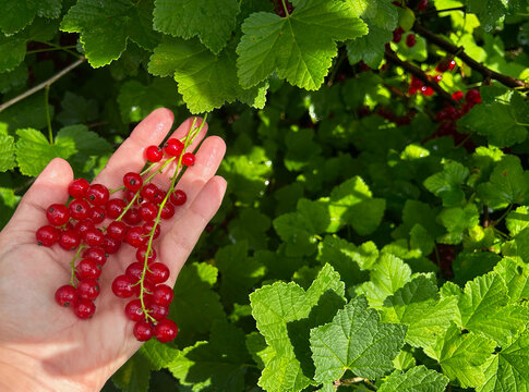 Hand holds ripe red currants on a leafy bush in sunlight. Ideal for food ads, gardening articles, recipe blogs, banners, and social media.