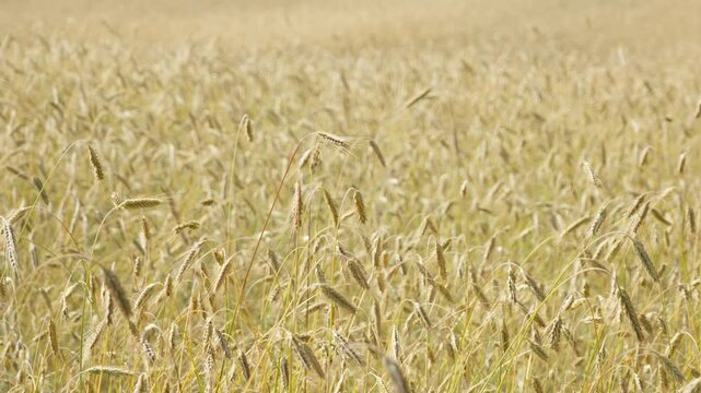 Golden wheat stalks sway on a mature cereal field. Farmers cultivate agricultural crops for organic flour production. A rich grain harvest represents global food security and farming industry.