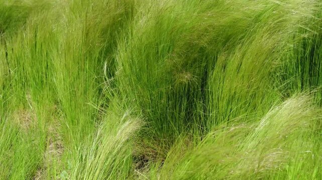 Close up of green feather grass gently moving in the summer breeze, creating a calm natural atmosphere with soft textures.