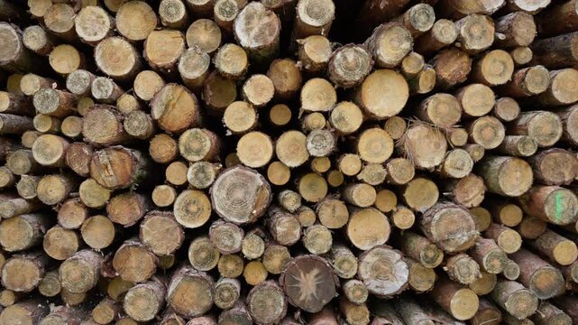 Wood logs stack sits in a lumber yard. Industrial timber pile serves for carpentry manufacturing and sawmill supply. Raw wooden trunks support construction business and forestry trading.