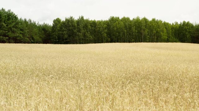 Golden wheat field grows on a large agricultural farm during harvest season. Ripe cereal crops sway in the wind near a green forest line. Rural landscape represents organic food production.