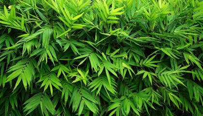 Fototapeta premium Bush Bamboo Leaves Bright Green Color Used As The Background