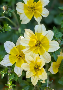 Close-up image of the yellow blossoms of Bur-marigold / Apache beggarticks flowers.