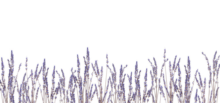 Dried lavender flower bottom border isolated on a white background