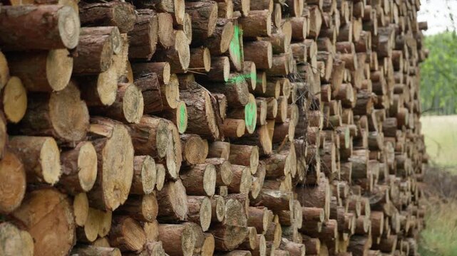 Stacked timber logs create a massive wooden wall texture at an industrial yard. Cut pine trunks represent heavy forestry production. Raw wood materials supply lumber and building industries.