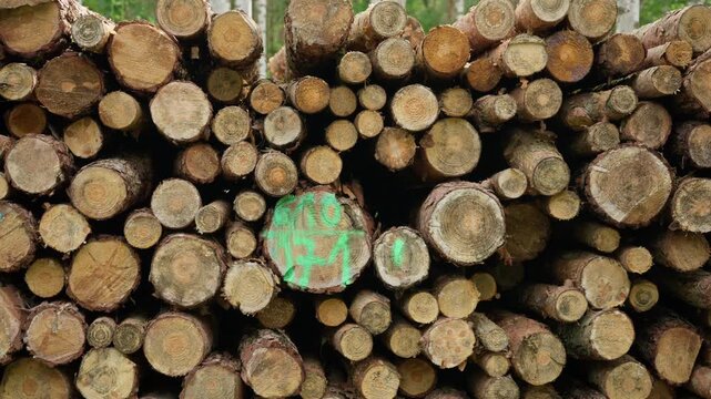 Stacked timber logs form a natural wooden background pattern texture. Cut pine trunks with a green forestry mark represent industrial logging production and raw lumber materials supply.