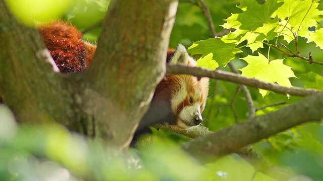 Red Panda Resting in Zoo Habitat on a Sunny Summer Morning | 4K Wildlife Footage