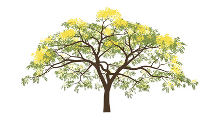Obraz premium Majestic broad tree with a dark trunk and spreading branches covered in bright yellow flower clusters and small green leaves.