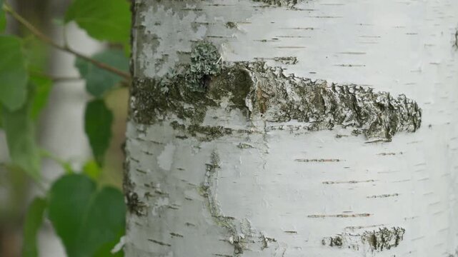 White birch bark texture features natural lichen growth and green leaves. Detailed botanical pattern represents herbal medicine raw materials, organic cosmetics and pure air ecology.