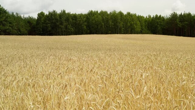Ripe wheat field grows near a green forest under a cloudy summer sky. Golden rye crops stand in rural farmland. Agriculture industry concept for grain harvest and organic food production.