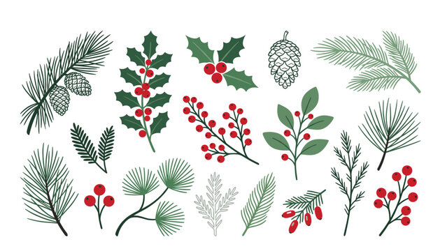 Christmas winter botanical branch vector illustration set. Festive holiday greens including pine needles, holly berries, pinecones, evergreen leaves and fir tree elements.