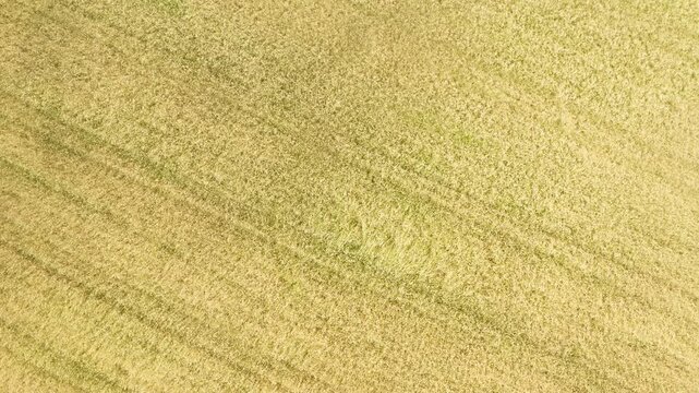 Aerial view of a golden wheat field with textured farm machine patterns. Ripe rye grain background represents agricultural cultivation. Agribusiness concept for rich cereal harvest production.