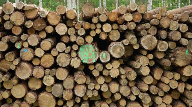 Stacked pine logs with green forestry marks store in a timber pile. This lumber background represents industrial wood harvesting, material supply chain, and carpentry manufacturing raw resources.