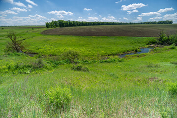 Fototapeta premium Green summer meadow with distant tree line under blue sky