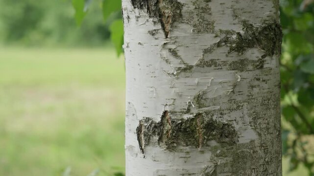 Birch tree trunk with detailed white bark texture stands in a summer forest. Blurred green foliage creates a natural background. It is ideal for lumber, environmental, and ecology concepts.