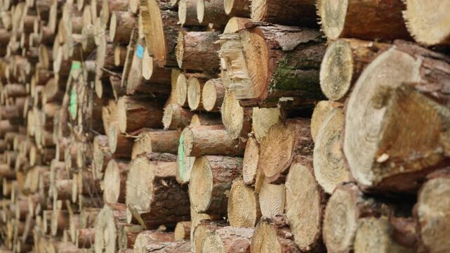 Stacked wooden logs create a detailed timber texture background. Sawn pine tree trunks store in a lumber pile for the forestry industry. This natural raw material is used for construction.