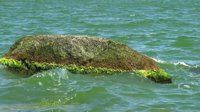 Stones blanketed with lush green gutweed (Ulva intestinalis, syn. Enteromorpha intestinalis) in Khadzhibey Estuary.