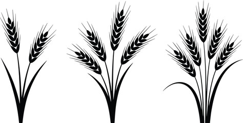 Wheat ears flat vector illustration bundles. Three distinct black cereal stalk sheaves present organic agriculture elements for a bakery food label design. © Olivia