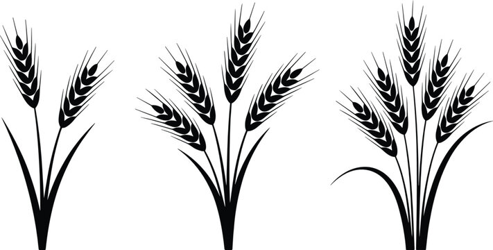 Wheat ears flat vector illustration bundles. Three distinct black cereal stalk sheaves present organic agriculture elements for a bakery food label design.