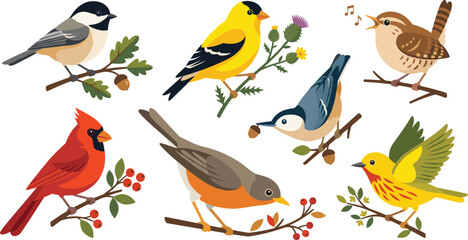 Flat Vector Illustration Set of Colorful North American Backyard Songbirds for Nature and Wildlife Educational Designs © Mehedi