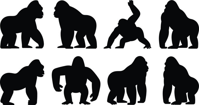 Gorilla silhouettes flat vector illustration set. Eight distinct black ape poses showing knuckle-walking, standing, and climbing behaviors form a wild jungle primate collection.