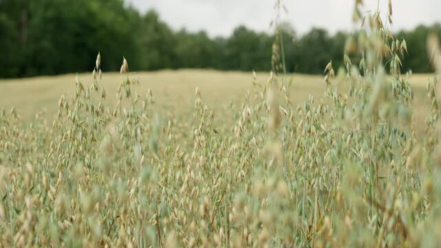 Green oat stalks ripen in a wide agricultural field. This healthy cereal crop represents organic farming, oatmeal production, and agribusiness. Raw materials grow in the rural countryside.