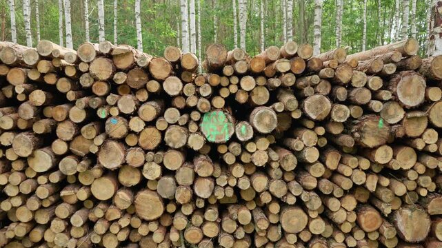 Cut tree trunks form a massive log pile showing wood cross sections. This round timber stack represents deforestation, natural building material supply, and raw wood texture for industry.