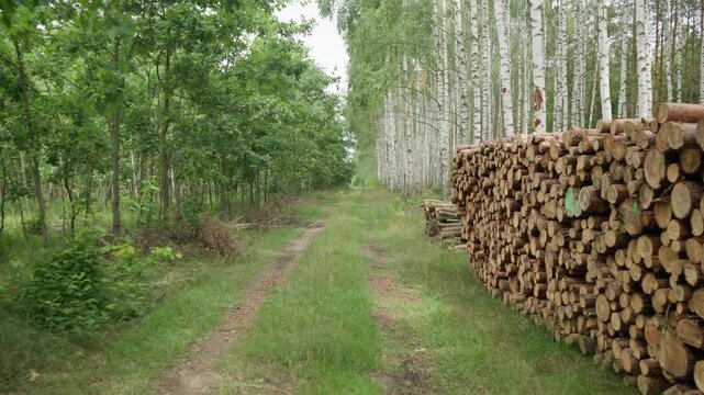 Stacked logs lie by a dirt road in a green forest near a birch grove. This harvested timber represents the logging industry, sustainable forestry management, and wood production raw material.