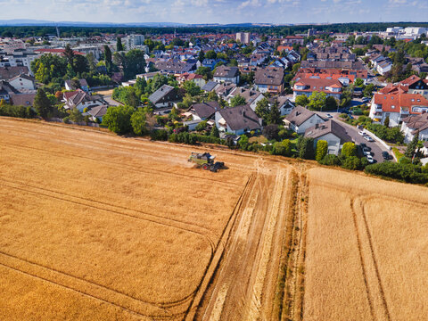 A field full of ears of grain&mdash;wheat, barley, or rye&mdash;being harvested by a combine harvester. Harvest time on the outskirts of a small town.