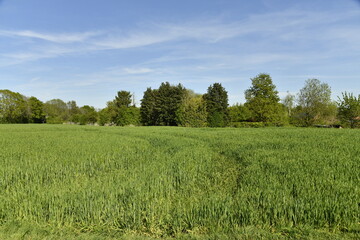 Obraz premium Champ de blé encore vert au printemps à Écaussinnes d'Enghien (Soignies)