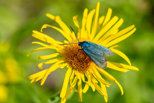 The sorrel green (Adscita statices) is a small butterfly belonging to the family of the spindle moths. Its forewings are colored metallic green.