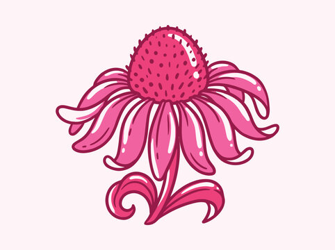 Pink echinacea flower vector illustration, hand drawn coneflower