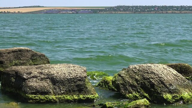 Rocky shoreline covered with dense Ulva intestinalis (Enteromorpha intestinalis) algae in Khadzhibey Estuary