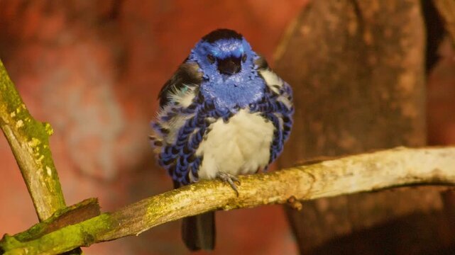 Turquoise Tanager Preening in Zoo Habitat on a Sunny Summer Morning | 4K Wildlife Footage