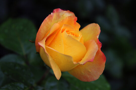 fragrant orange-yellow rose with raindrops against the blurred dark green background of a summer garden. Colorful natural backdrop. Summer flowers in close-up. Delicate bud. Beautiful natural scene. 