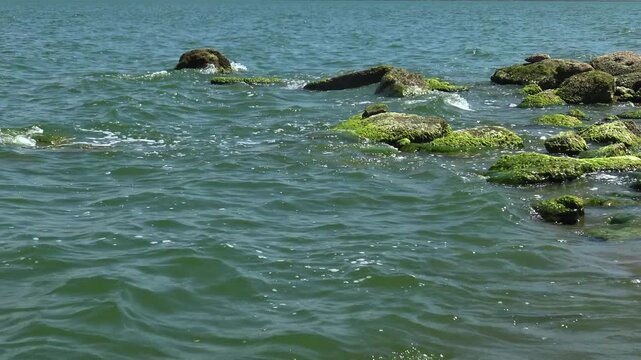 Coastal rocks overgrown with vivid green Ulva intestinalis (Enteromorpha intestinalis) macroalgae in Khadzhibey Estuary
