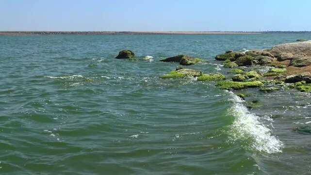 Coastal rocks overgrown with vivid green Ulva intestinalis (Enteromorpha intestinalis) macroalgae in Khadzhibey Estuary