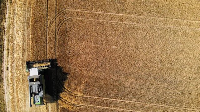  A field full of ears of grain wheat, barley, or rye - being harvested by a combine harvester. Harvest time on the outskirts of a small town.