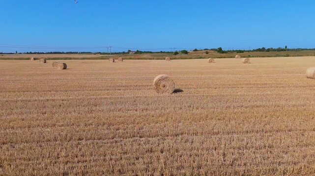 Golden hay bales dot a vast, harvested field. Sunlit rows stretch under a clear, deep blue sky. The land rests after a successful harvest season. No people or animals disturb this tranquil countryside
