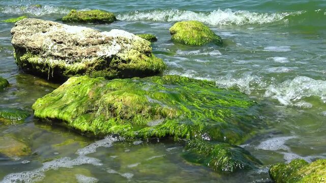 Bright green mats of Ulva intestinalis (Enteromorpha intestinalis) covering coastal stones in Khadzhibey Estuary