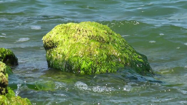 Stones densely covered with bright green Ulva intestinalis (Enteromorpha intestinalis) algae in Khadzhibey Estuary