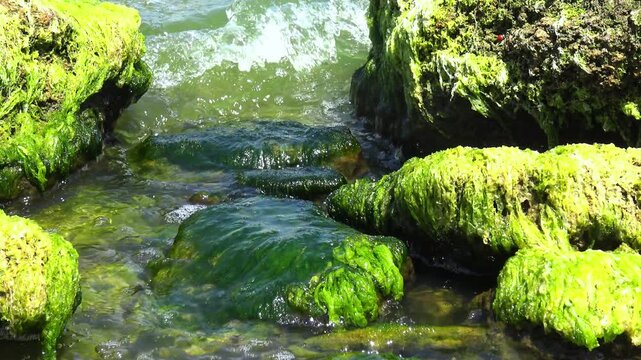 Stones densely covered with bright green Ulva intestinalis (Enteromorpha intestinalis) algae in Khadzhibey Estuary