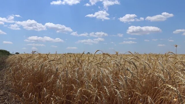 Mature Common Wheat (Triticum aestivum) Field in Summer Landscape