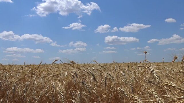 Golden Wheat Crop Growing on Agricultural Farmland in Ukraine