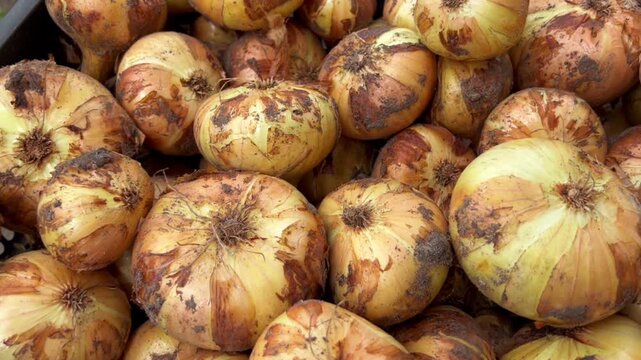 Fresh brown onions are piled high in a harvest scene. Perfect for cooking blogs, agriculture articles, retail marketing, and editorial video use.
