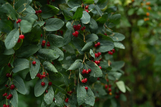 Wild bush with small ripe red berries and green leaves covered in morning dew drops in a summer forest.