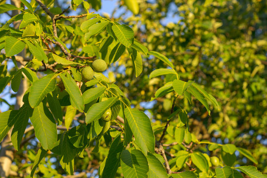 wallnuts hanging  on the green tree