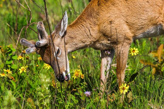 deer eating flowres