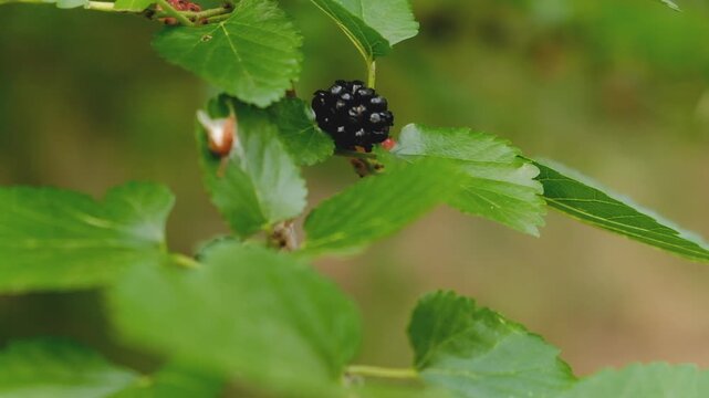 Ripe and unripe black mulberries hanging on branch with green leaves in summer garden