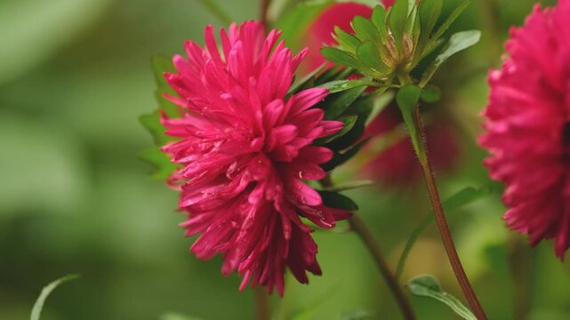 Pink aster flower with water drops blooming in summer garden close up